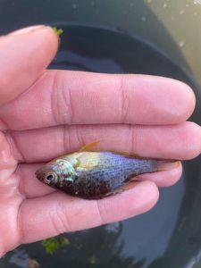 Green Sunfish