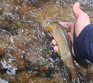 Brown Trout