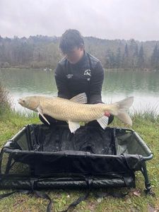 Grass Carp