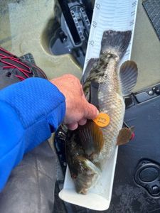 Ballan Wrasse