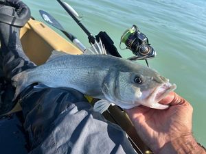 European Bass (Seabass)