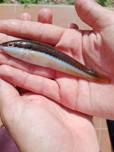 Slippery Dick