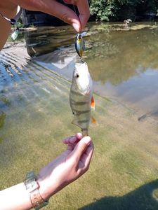 European Perch