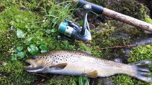 Brown Trout
