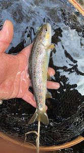 Brown Trout