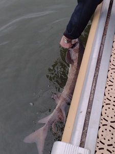 Shortnose Sturgeon