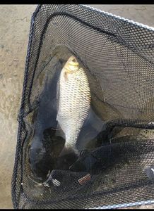 Crucian Carp