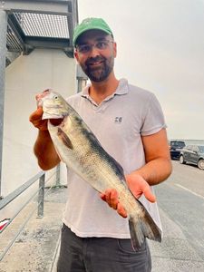 European Bass (Seabass)