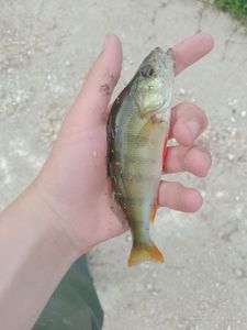 European Perch