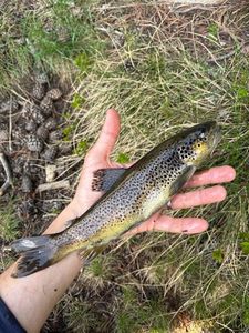 Brown Trout