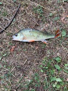 European Perch