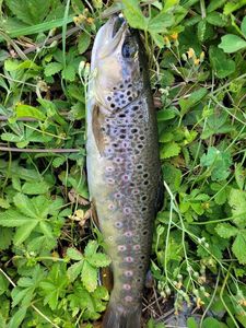 Brown Trout