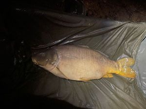 Mirror Carp