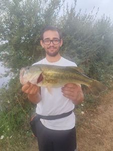 Largemouth Bass