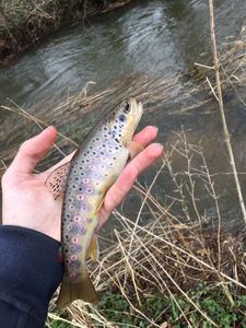 Brown Trout