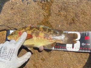Ballan Wrasse