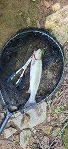 Rainbow Trout