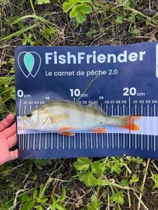 European Perch