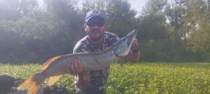 Northern Pike