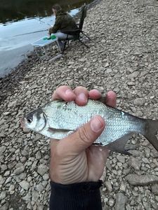 Common Bream