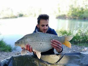 Common Carp