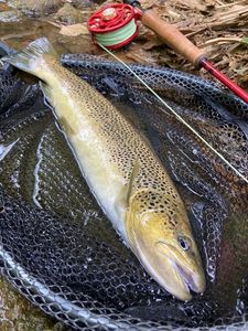 Brown Trout