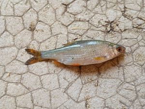 Roach