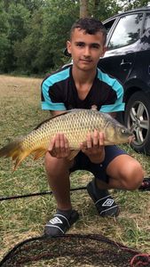 Common Carp
