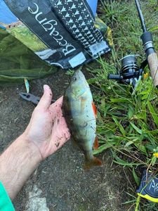 European Perch