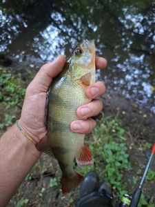 European Perch