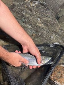 Rainbow Trout