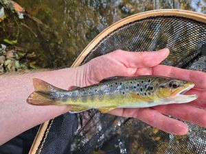 Brown Trout