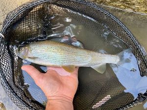 Grayling