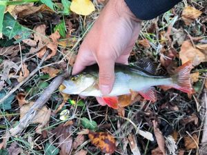 European Perch