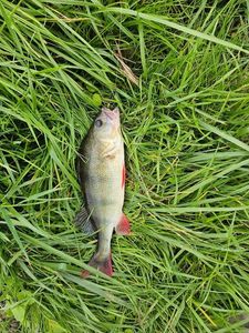 European Perch