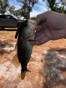 Largemouth Bass