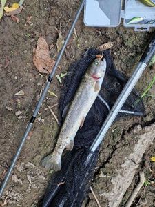 Rainbow Trout