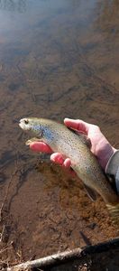 Brown Trout