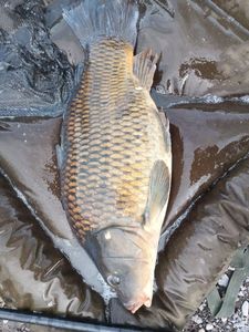 Common Carp