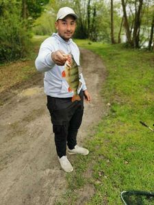 European Perch