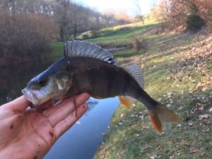 European Perch