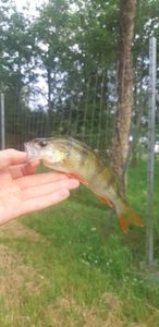 European Perch