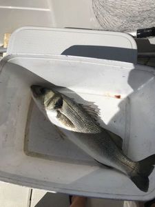 European Bass (Seabass)