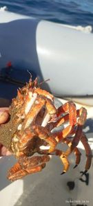 European Spider Crab