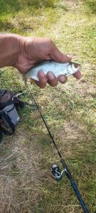 Roach