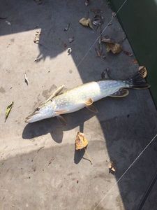Northern Pike