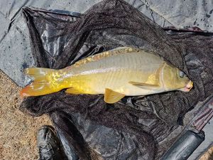 Mirror Carp