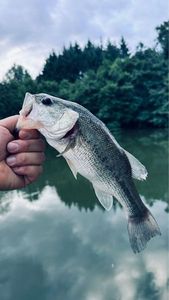 Largemouth Bass