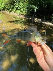 European Perch