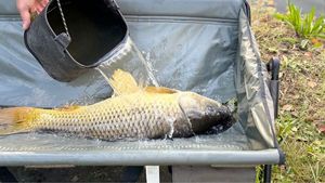 Common Carp